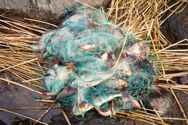 Netto full fisk från fiskelina — Stockfoto