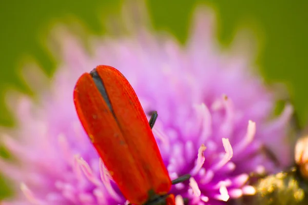 Longicorne sur une fleur rose — Photo