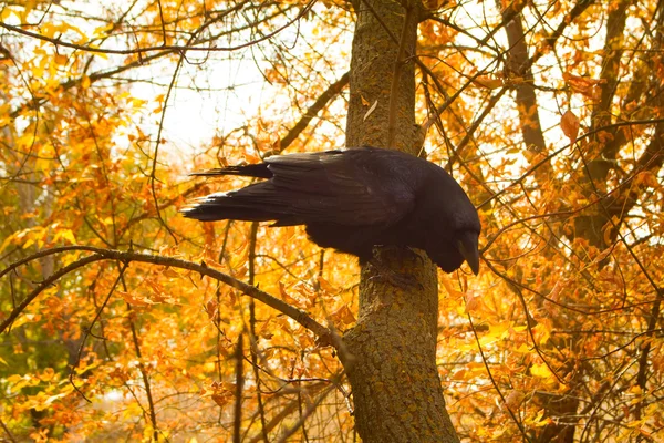 Corbeau oiseau sage noir — Photo