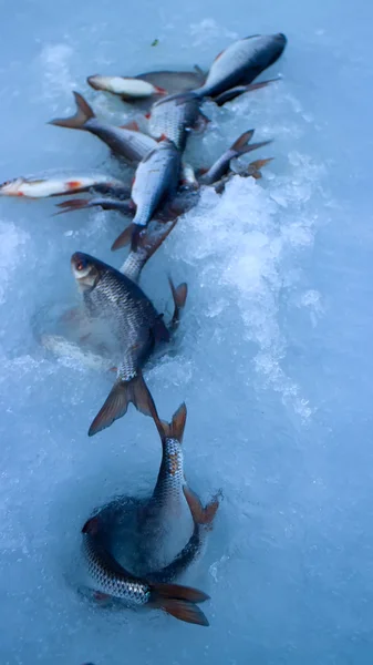 Poissons fraîchement pêchés sur la glace dans une journée très venteuse — Photo