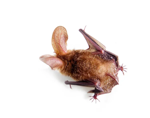 Murciélago de orejas largas aislado en blanco — Foto de Stock