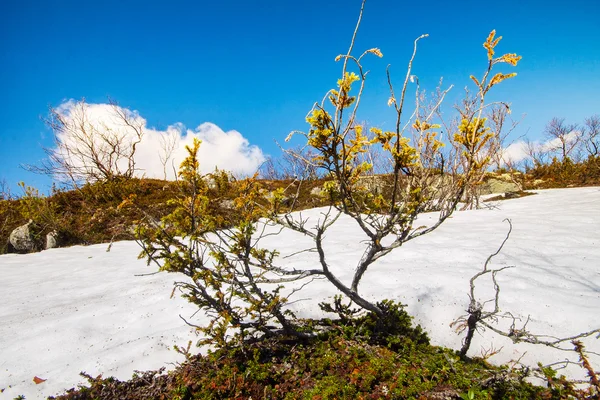 Printemps temps de la vie nature chaud soleil — Photo