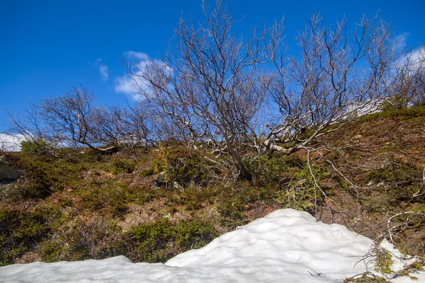 Primavera tempo alla vita natura caldo sole — Foto Stock