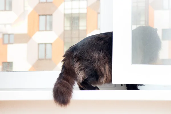 Gato en la ventana en una nueva casa de apartamentos — Foto de Stock