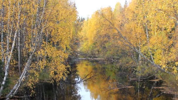 Malowniczy jesienny krajobraz typowy dla rosyjskiej rzeki — Wideo stockowe