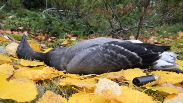 Troféus gansos caça do norte — Vídeo de Stock