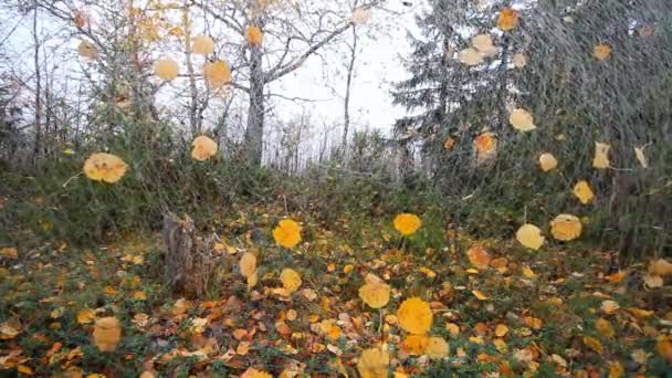 Ongebruikelijke herfst motief 1 — Stockvideo