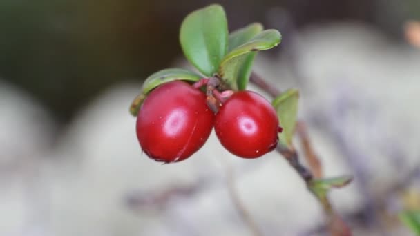 Röda tranbär — Stockvideo