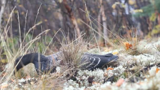 Fekete liba pihen a rénszarvas moha között — Stock videók