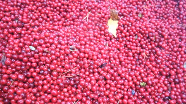 Cranberries zijn gezond en smakelijk Noordelijke bes — Stockvideo