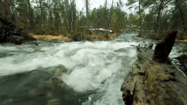 Taiga flödande våren floden — Stockvideo