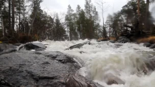 Taiga flowing spring river — Stock Video