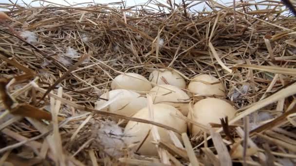北極の湖の巣で巨大な白鳥の卵 — ストック動画