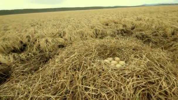 Nest van de zwaan in het Noordpoolgebied — Stockvideo