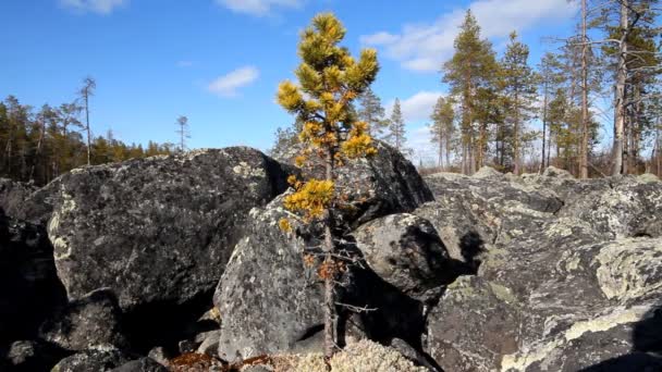 Morrena glacial de enormes piezas de granito . — Vídeos de Stock