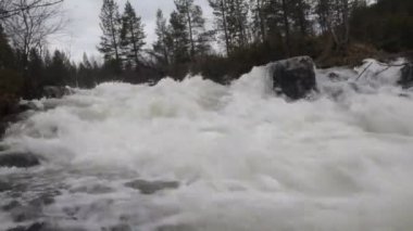 Tayga akan bahar Nehri