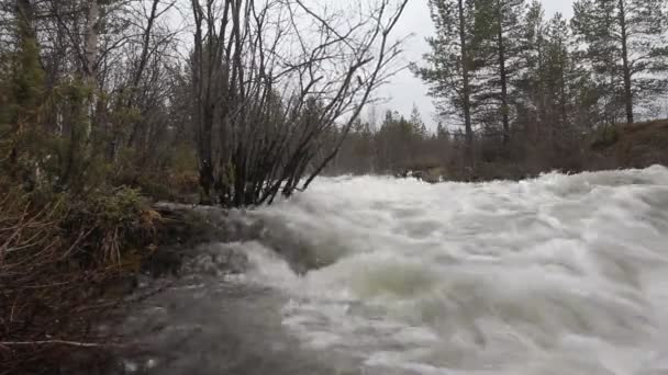 Taiga flödande våren floden — Stockvideo