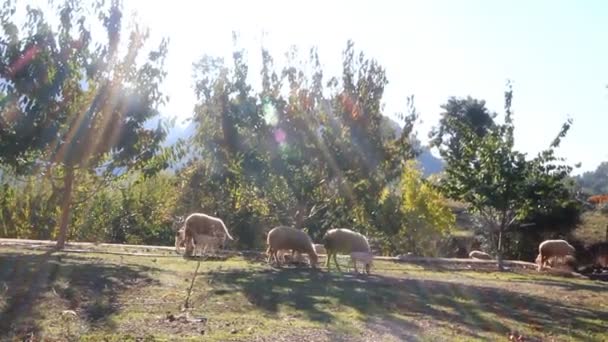 Вівці в промені сонця — стокове відео