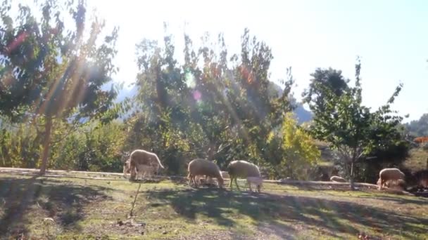 Ovejas en rayos de sol — Vídeos de Stock