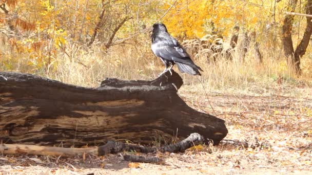 Talking intelligente uccello corvo — Video Stock