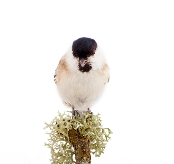 Weidenmeise parus montanus auf weißem Hintergrund — Stockfoto