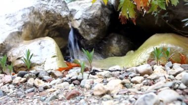 Sonbahar akçaağaç ve şelale