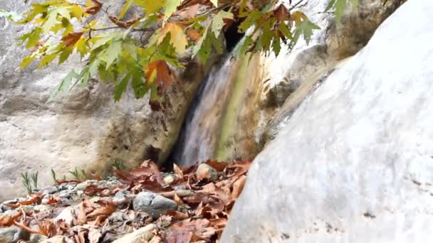 Осенний клен и водопад — стоковое видео