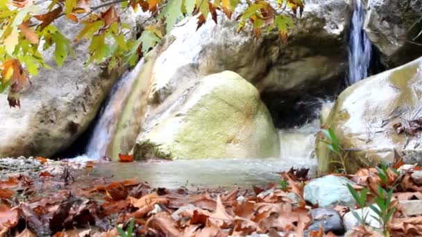 Herbst-Ahorn und Wasserfall — Stockvideo