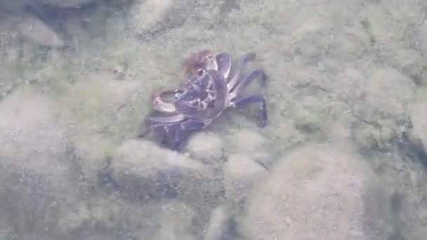 Sötvatten krabba gömde på botten av behållaren — Stockvideo