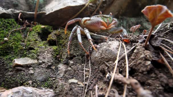 Cangrejos en las montañas del Mediterráneo — Vídeos de Stock