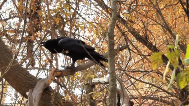 Cuervo negro sabio pájaro — Vídeo de stock
