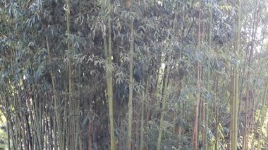 bambu korusu