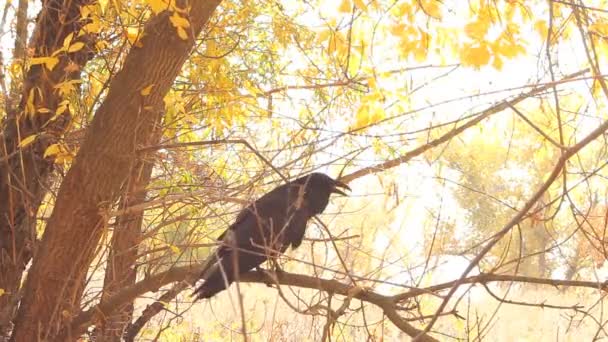 Raven zwarte verstandig vogel — Stockvideo