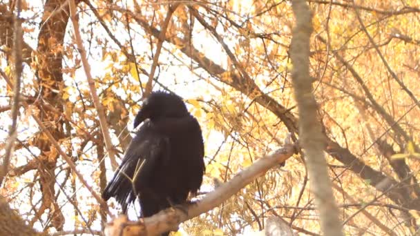 Raven cleans plumage — Stock Video