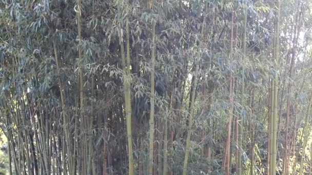 Bambu korusu — Stok video