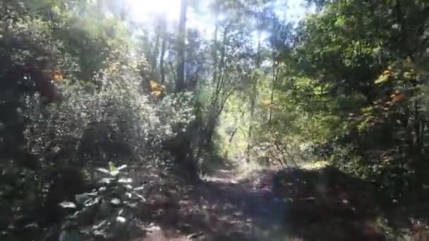 Spaziergang durch den bunten Wald — Stockvideo