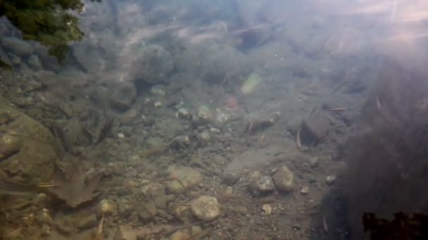 Unterwasserleben von Süßwasserfischen und Aalen — Stockvideo