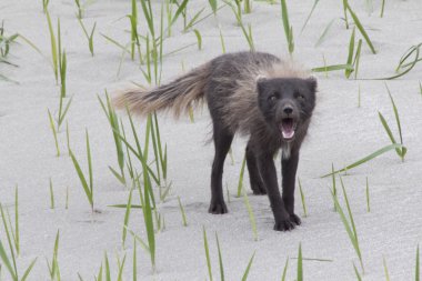 Havlayan Komutan kutup fox