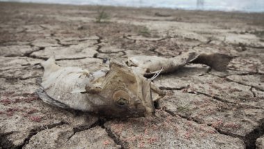 dead fish drought lake  heat clipart