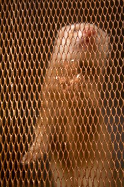 Platin vizon hücre. fur-bearing hayvanların üreme