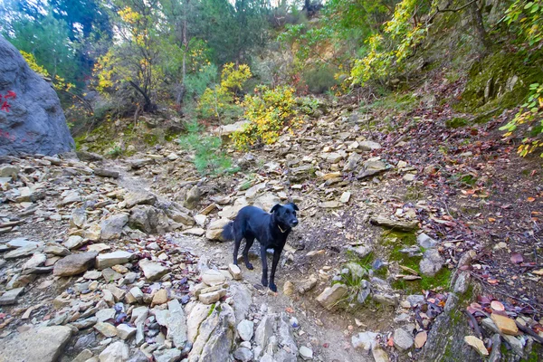 Chien assistant dans le paysage de montagne — Photo