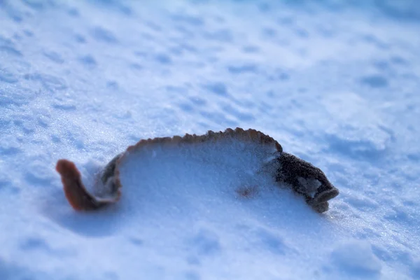 Pesci catturati e ricoperti di neve madre di anguille — Foto Stock