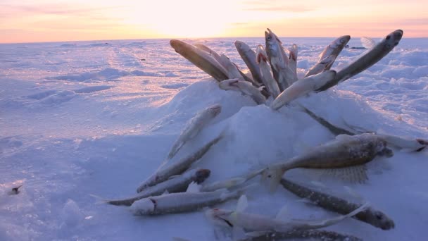 Pesca con hielo y captura de peces — Vídeos de Stock