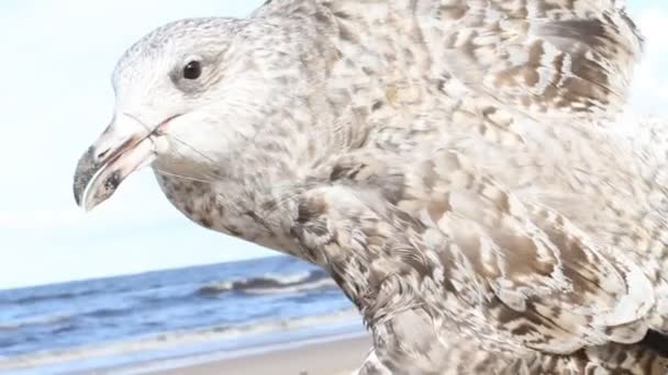 Burung camar mati dalam perangkap dari garis yang dilempar — Stok Video