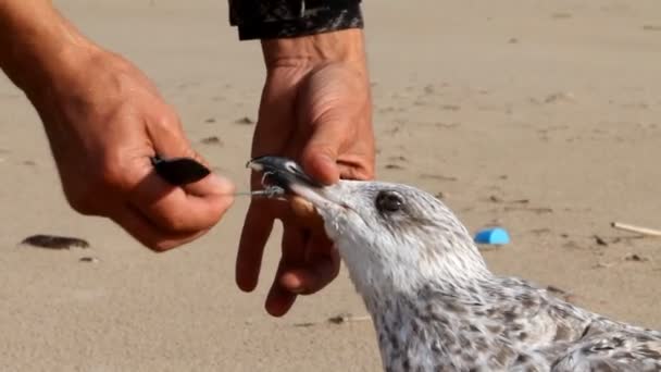 Gaviota muere en una trampa desde la línea lanzada — Vídeo de stock