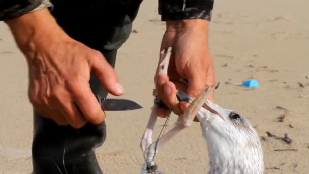 Gaviota muere en una trampa desde la línea lanzada — Vídeos de Stock