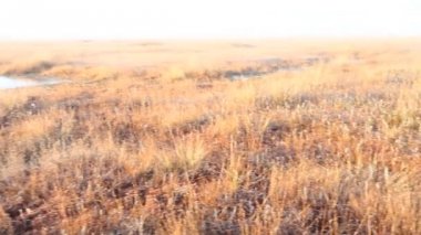 Sonbahar avcılık kaz