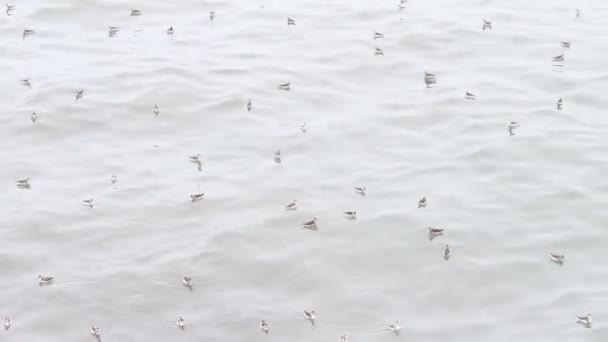 Tausende kleiner Vögel treiben auf Meeresoberfläche — Stockvideo