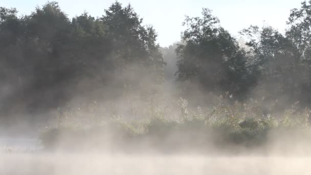 Mist en zon op de rivier — Stockvideo