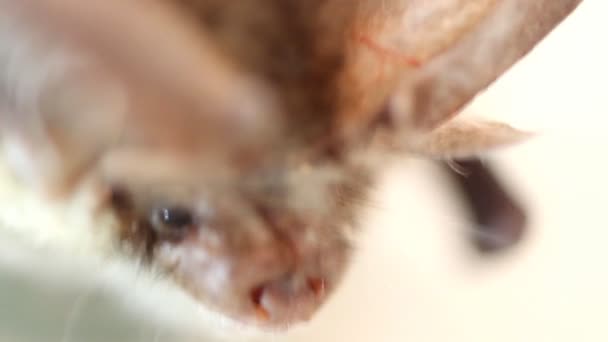 Långörad fladdermus makro nära andas upp — Stockvideo
